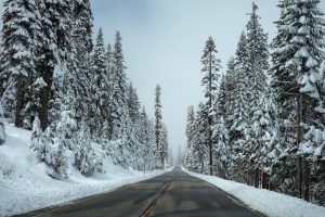 snow, trees, road, white, bleak